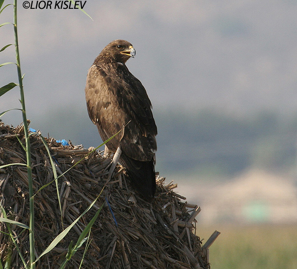 עיט חורש Lesser Spotted Eagle Aquila pomarina                          עמק החולה אוקטובר 2006